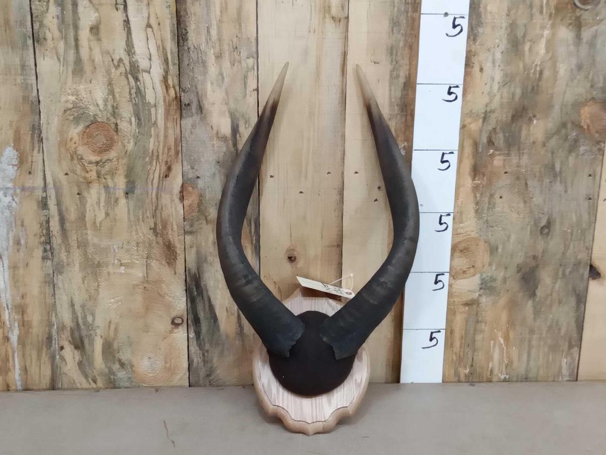 African Bongo Horns Taxidermy