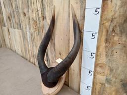 African Bongo Horns Taxidermy