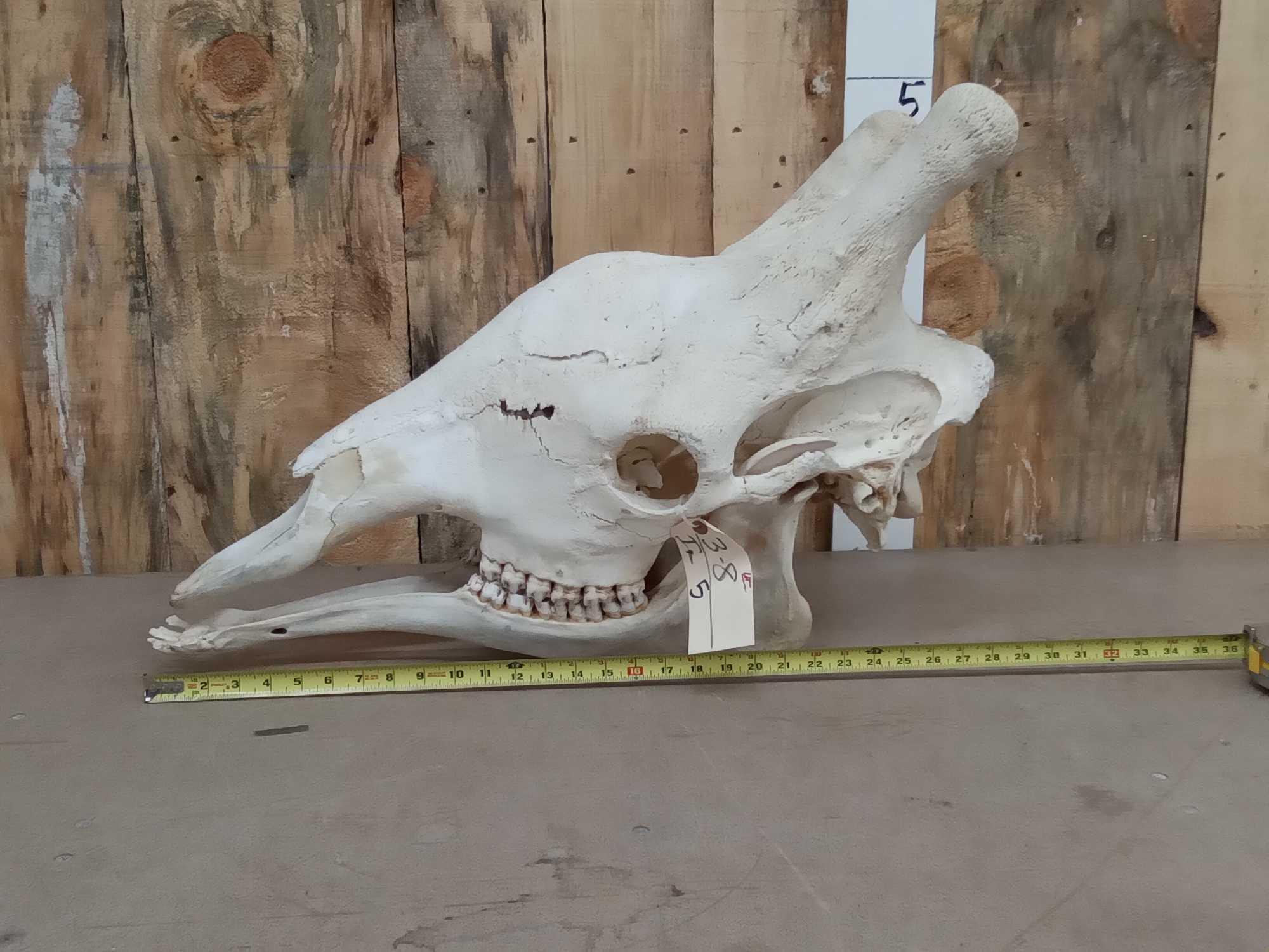 Giraffe Skull Taxidermy