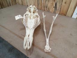 Giraffe Skull Taxidermy