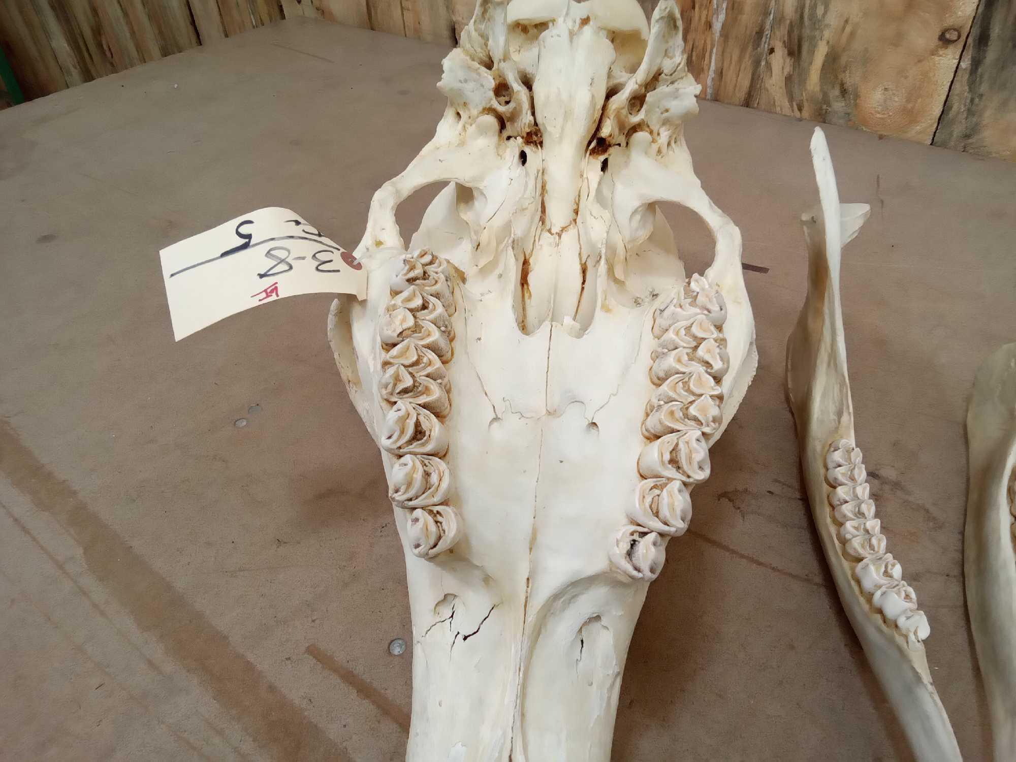 Giraffe Skull Taxidermy