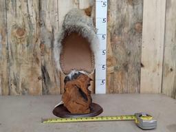 Beautiful Coyote Bust Pedestal Taxidermy Mount