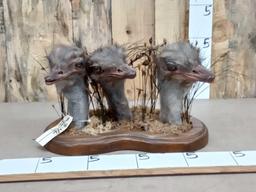 Triple Ostrich Head Taxidermy Mount