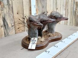 Triple Ostrich Head Taxidermy Mount