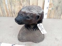 Rare African Honey Badger Full Body Taxidermy Mount