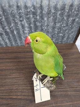 Rose Ringed Ringneck Parakeet Full Body Bird Taxidermy