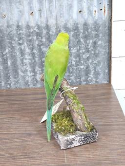 Rose Ringed Ringneck Parakeet Full Body Bird Taxidermy