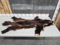 Big Wolverine Tanned Fur Taxidermy