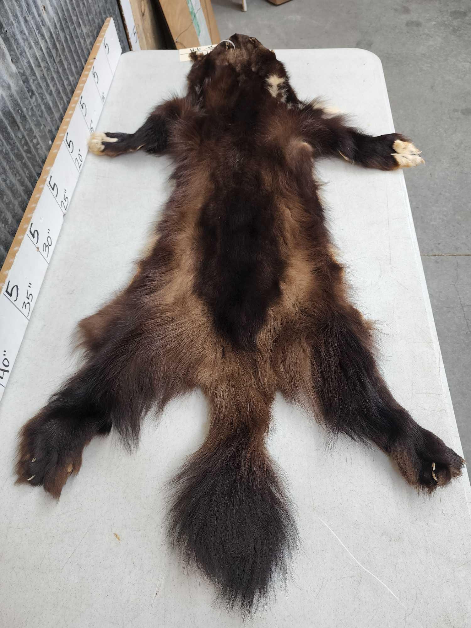 Big Wolverine Tanned Fur Taxidermy