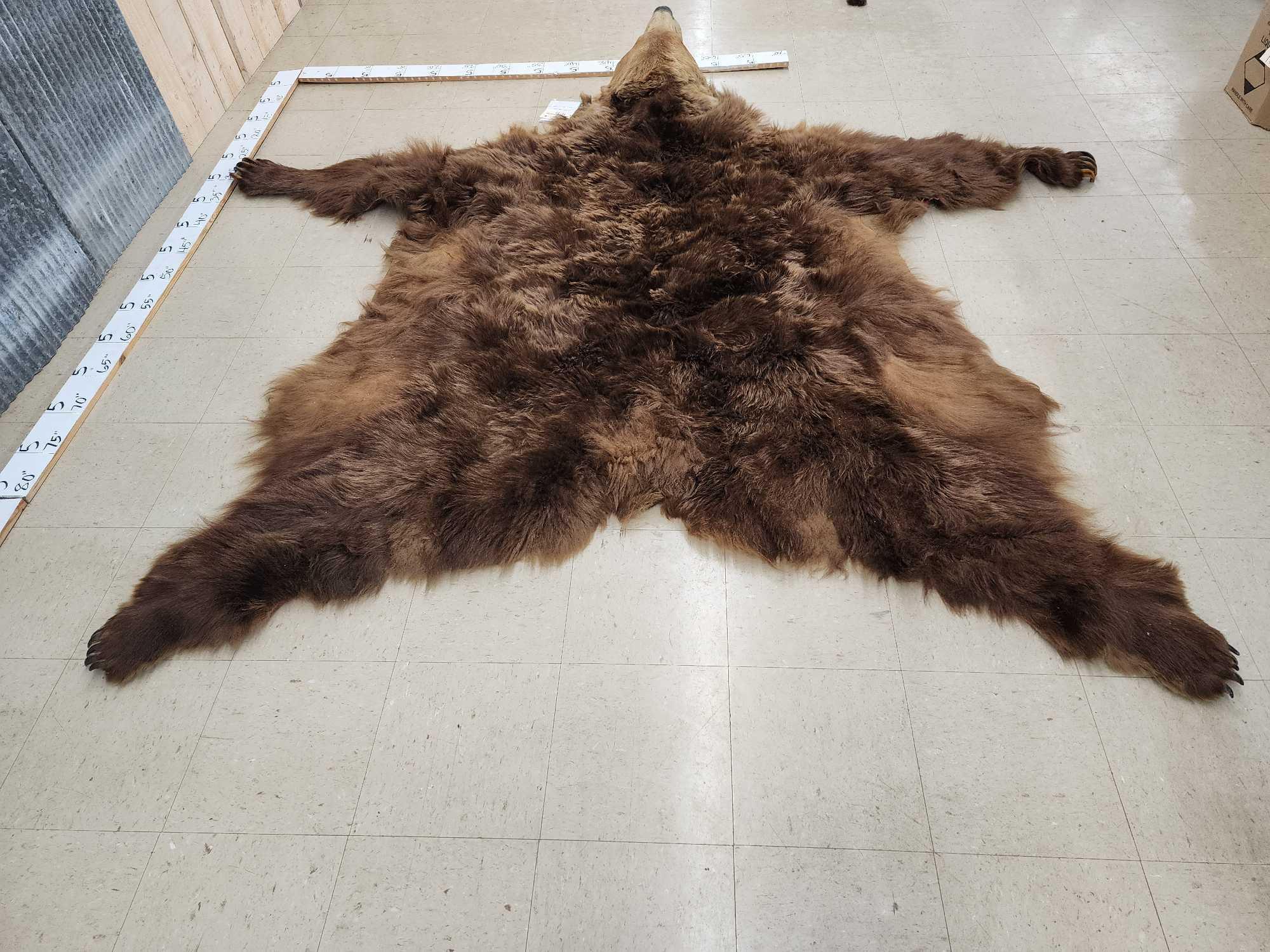 Alaskan Grizzly Bear Rug Taxidermy