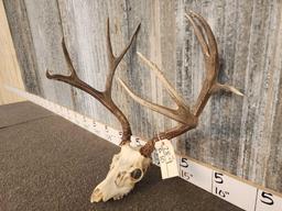 4x4 Mule Deer Antlers On Skull