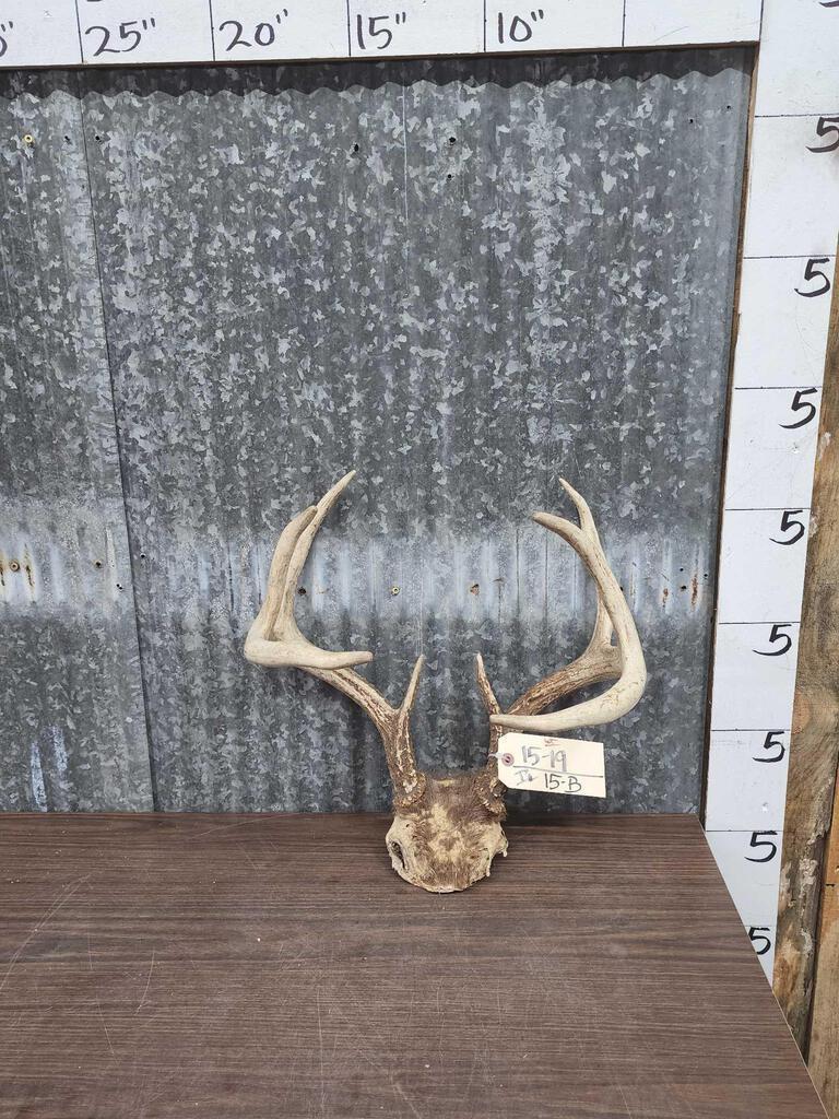 4x4 Whitetail Antlers On Skull Plate