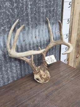 4x4 Whitetail Antlers On Skull Plate