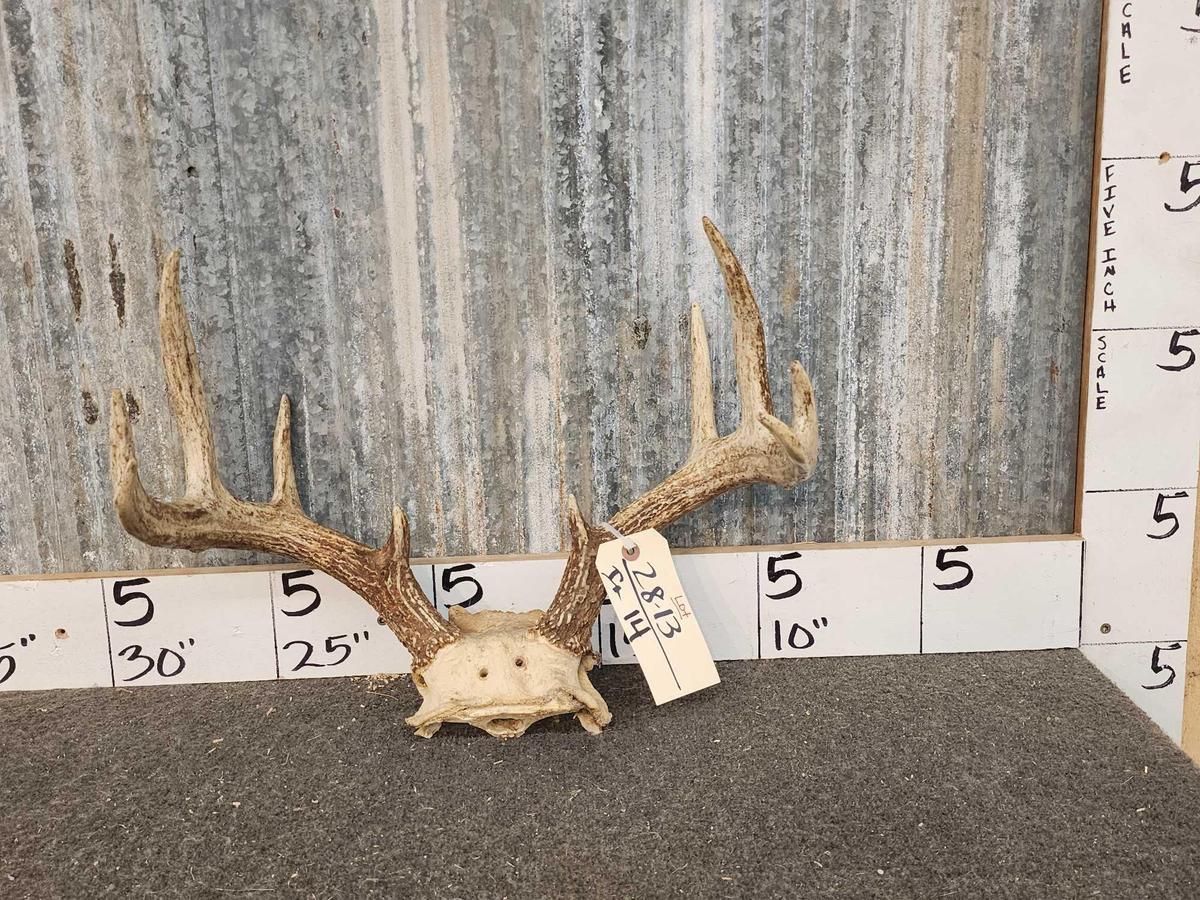 5x5 Whitetail Antlers On Skull Plate