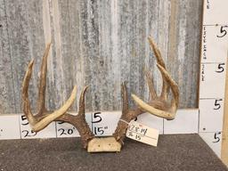 141 5/8" Whitetail Antlers On Skull Plate