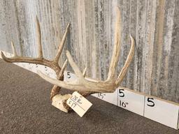 150 Class Wild Whitetail Antlers On Skull Plate