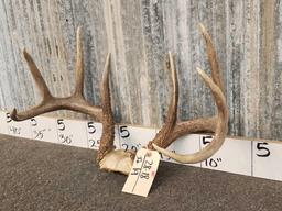 Big Wild 4x4 Whitetail Antlers On Skull Plate