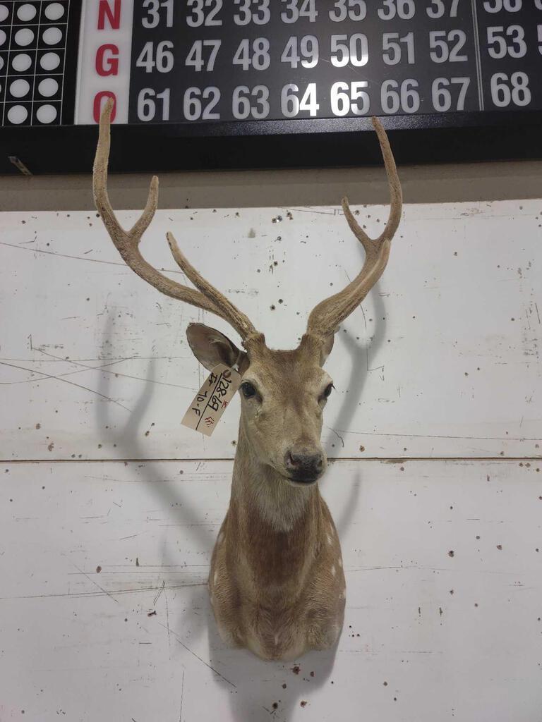 Axis Deer Shoulder Mount Taxidermy