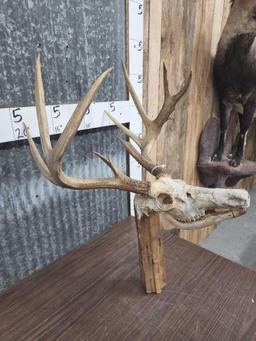 Antique 4X5 whitetail antlers On Skull Plate