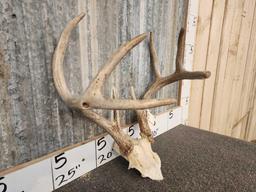 Nice 4x4 Whitetail Antlers On Skull Plate