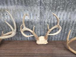 3 Sets Of Whitetail Antlers On Skull Plate