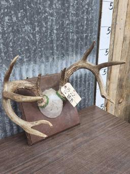 4x5 Whitetail Antlers On Plaque