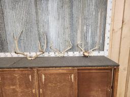 3 Sets Of Antlers On Skull Plate