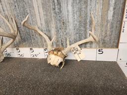 3 Sets Of Antlers On Skull Plate