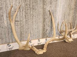 3 Sets Of Antlers On Skull Plate