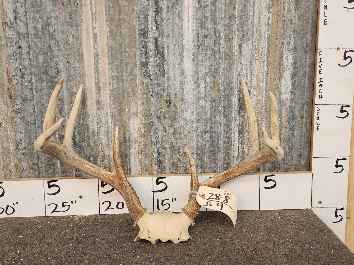 Nice 4x4 Whitetail Antlers On Skull Plate