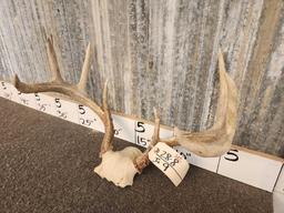 Nice 4x4 Whitetail Antlers On Skull Plate