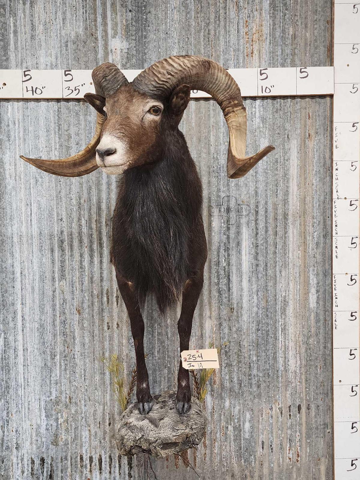 Black Hawaiian Ram Sheep Half Body Taxidermy Mount