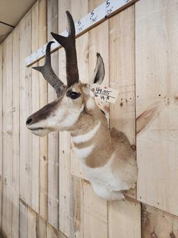 Pronghorn Antelope Shoulder Mount Taxidermy