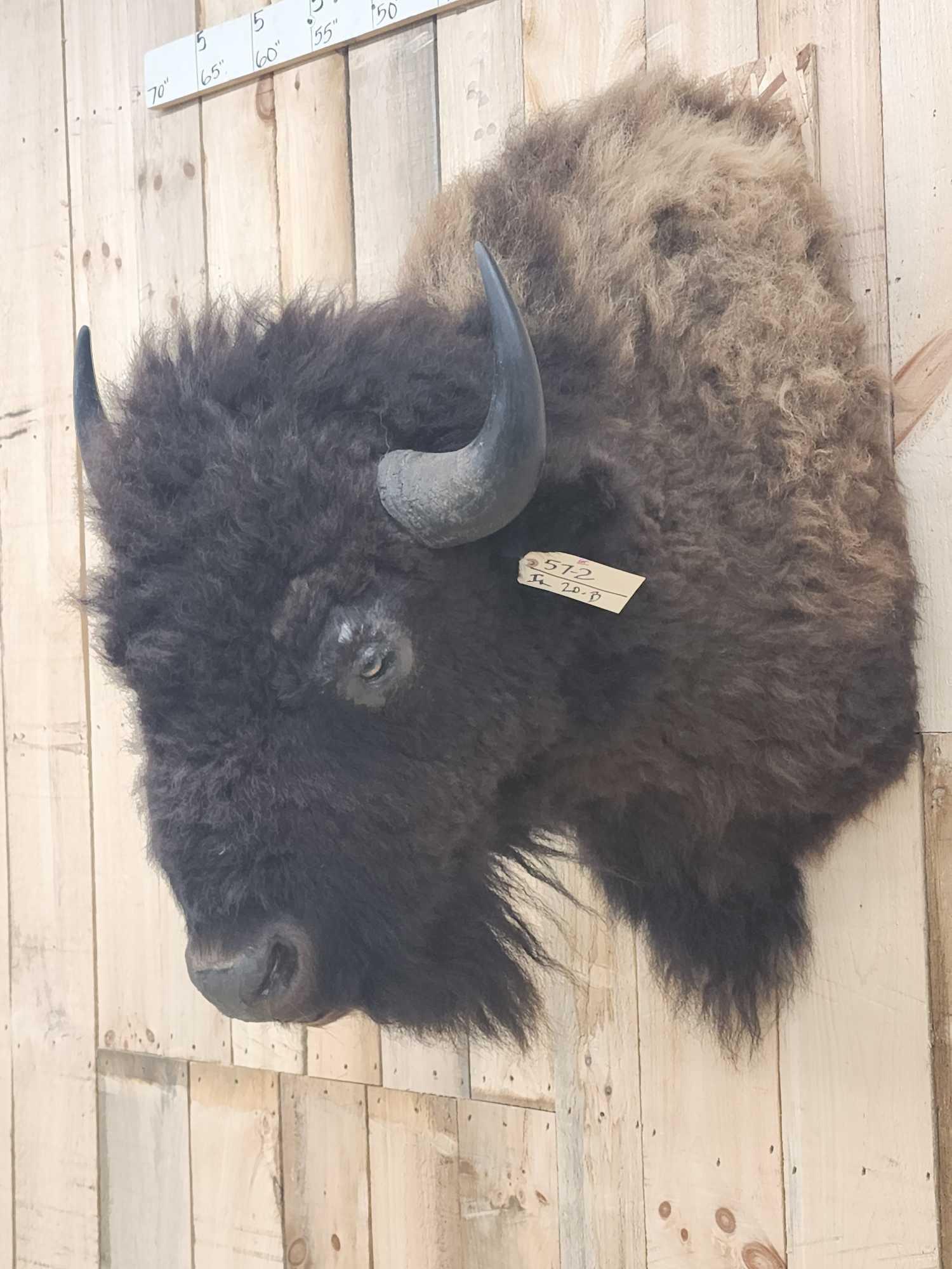 American Bison Buffalo Shoulder Mount Taxidermy