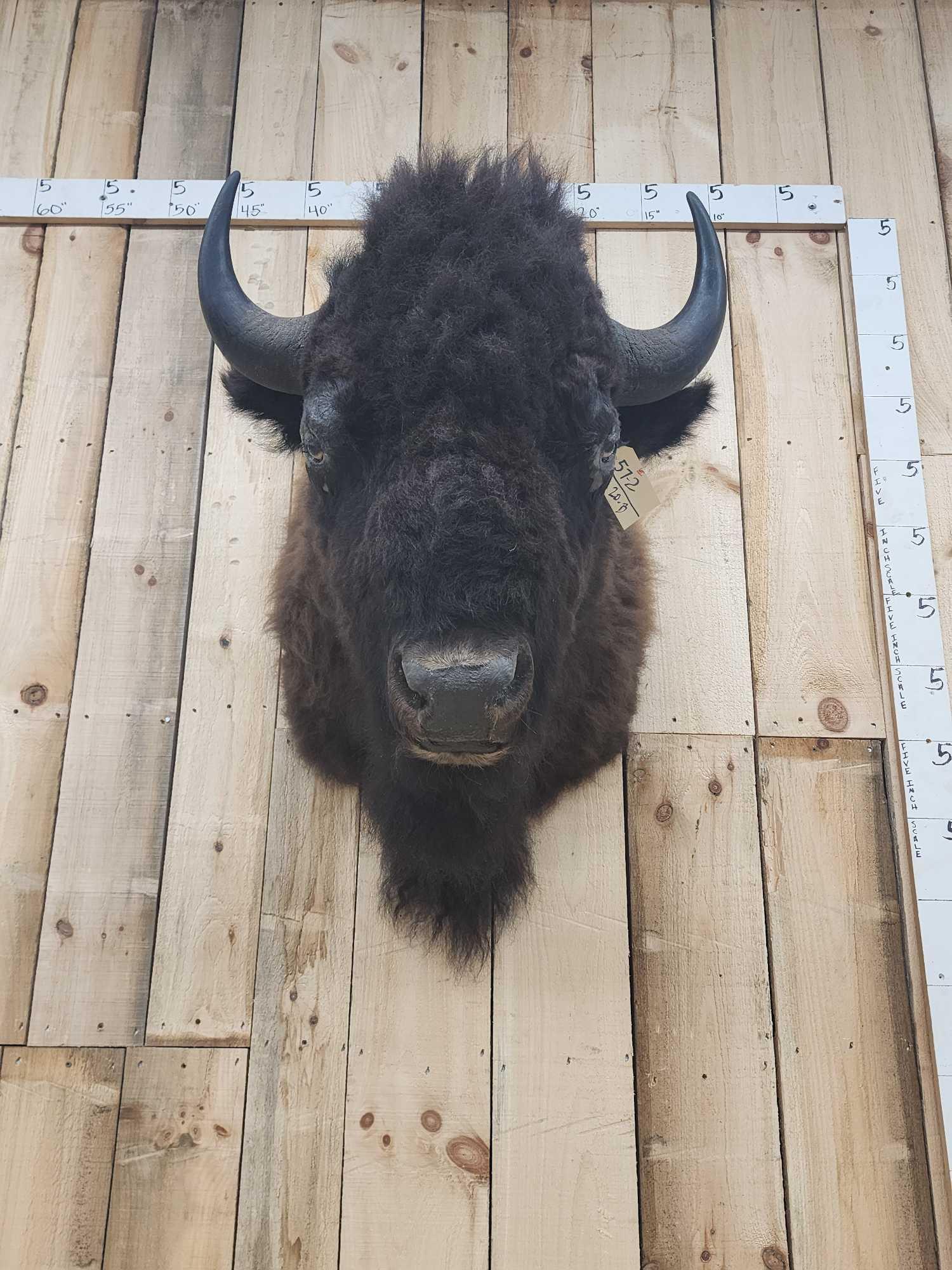 American Bison Buffalo Shoulder Mount Taxidermy