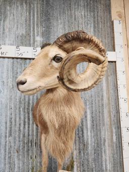 Ram Sheep Half Body Taxidermy Mount