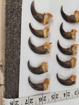 Set Of 20 Black Bear Claws Taxidermy