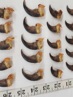 Set Of 20 Black Bear Claws Taxidermy