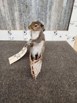 Squirrel In A Birch Bark Canoe Taxidermy