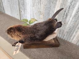 Juvenile Black Beaver Full Body Taxidermy