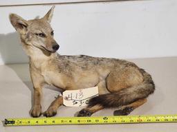 Silver Back Jackal Full Body Taxidermy Mount