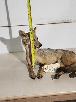 Silver Back Jackal Full Body Taxidermy Mount