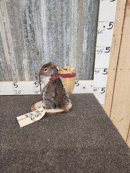 Backpacking Squirrel Full Body Taxidermy