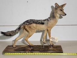 Black Back Jackal Full Body Taxidermy Mount