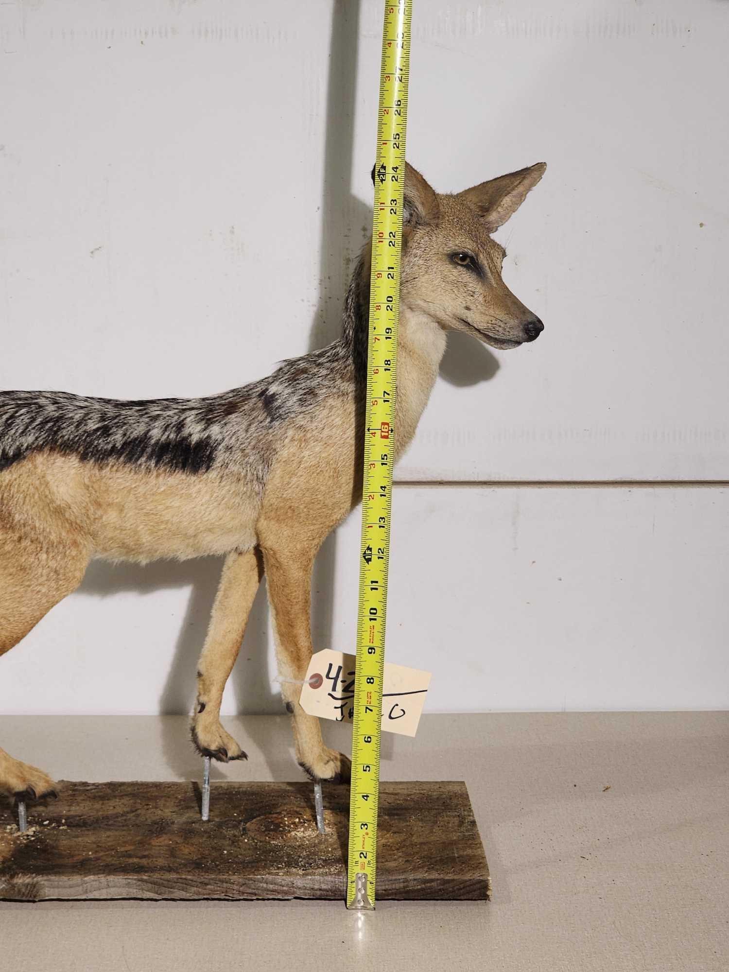 Black Back Jackal Full Body Taxidermy Mount