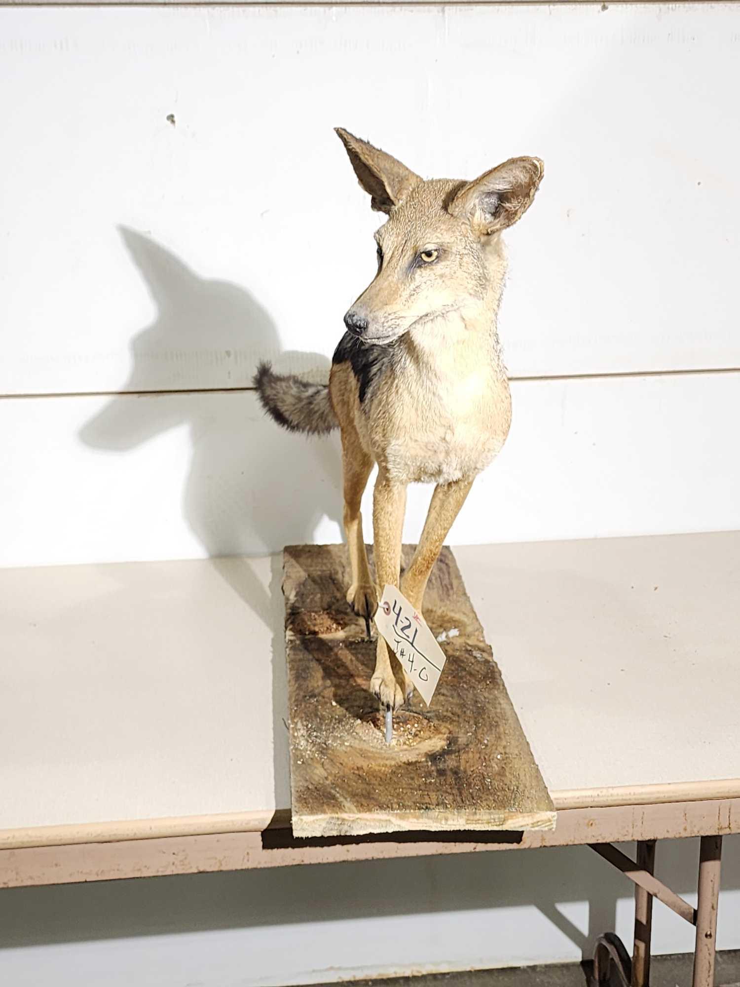 Black Back Jackal Full Body Taxidermy Mount