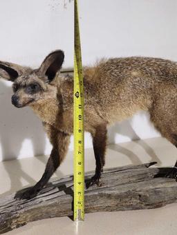 African Bat Eared Fox Full Body Taxidermy Mount