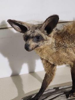 African Bat Eared Fox Full Body Taxidermy Mount