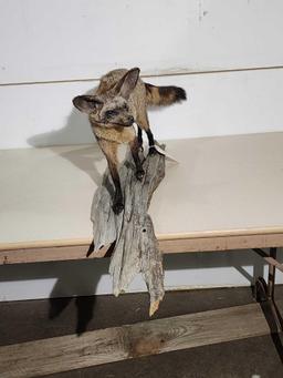 African Bat Eared Fox Full Body Taxidermy Mount