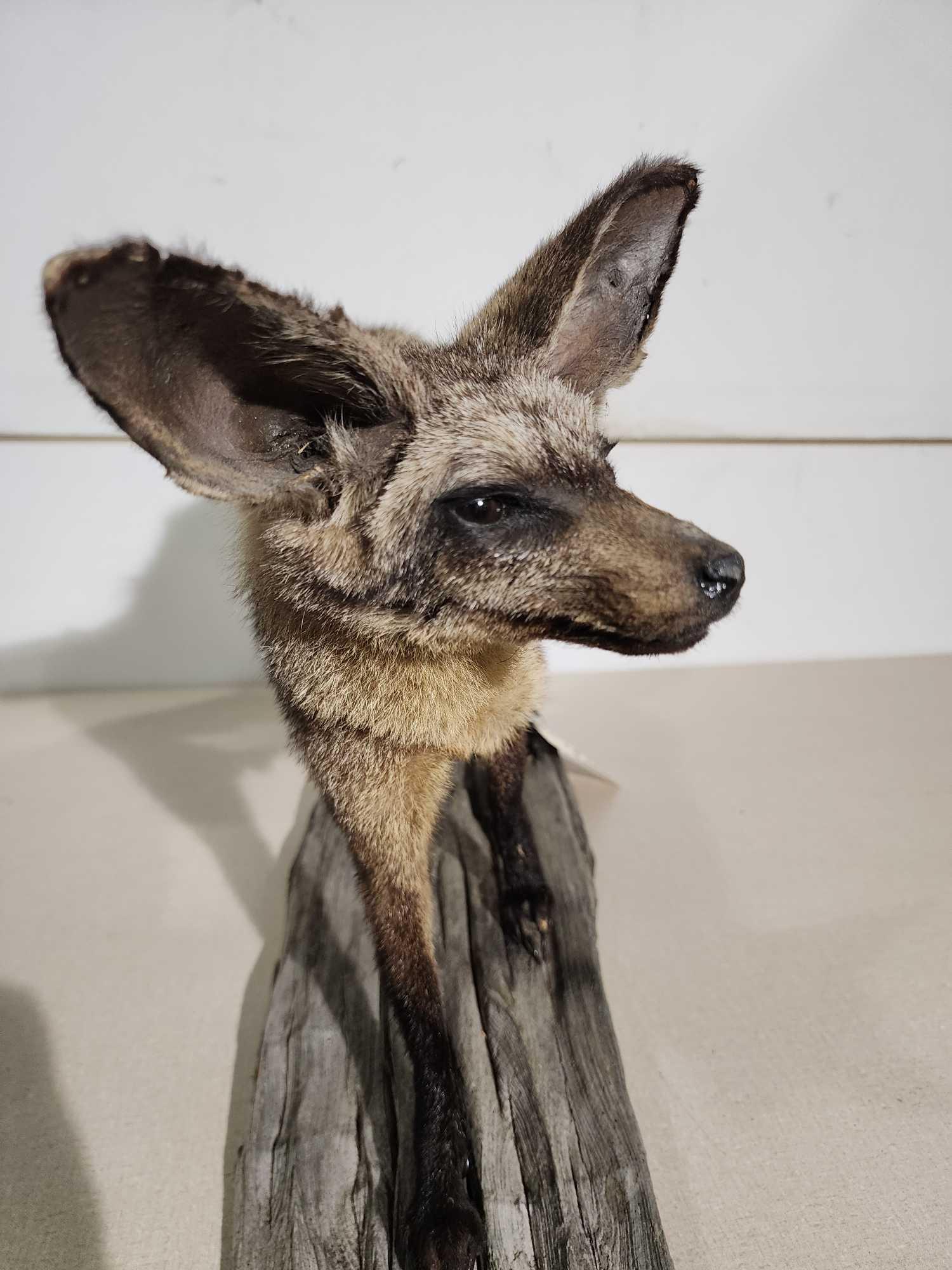 African Bat Eared Fox Full Body Taxidermy Mount